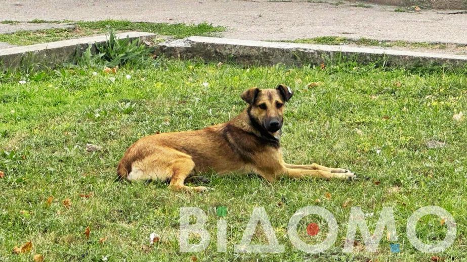У селищі на Дніпропетровщині винайшли дієвий спосіб поводження з безпритульними собаками (ФОТО, ВІДЕО)
