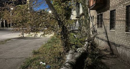 Месть природы: в Кривом Роге аварийные деревья ломают балокны (ФОТО, ВИДЕО)