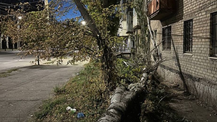 Помста природи: у Кривому Розі аварійні дерева ламають балокни (ФОТО, ВІДЕО)