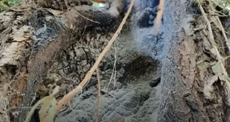 У Павлограді через блискавку загорілося дерево (ВІДЕО)