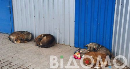 В Кривом Роге стая собак едва не разорвала мужчину (ФОТО)