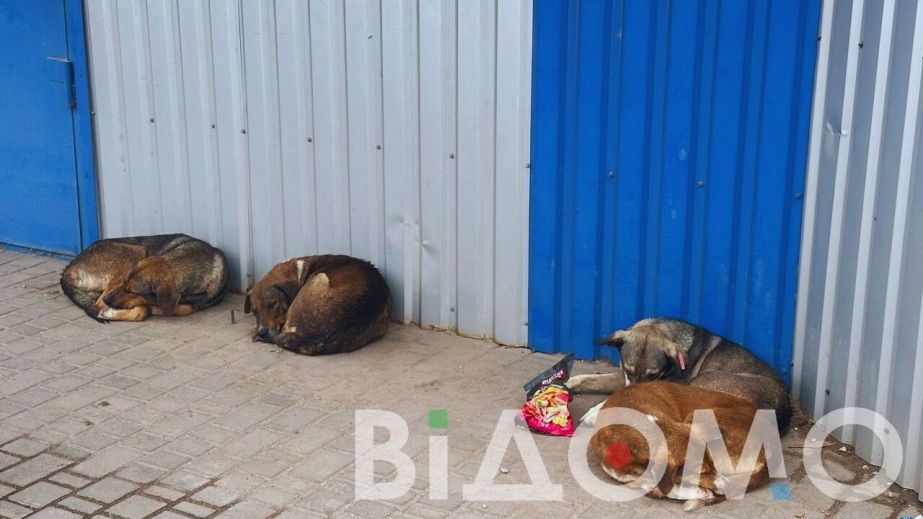 В Кривом Роге стая собак едва не разорвала мужчину (ФОТО)