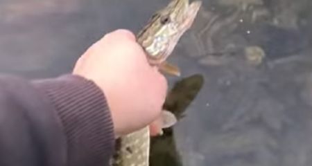 В Кривом Роге мужчина поймал миниатюрную щуку (ВИДЕО)