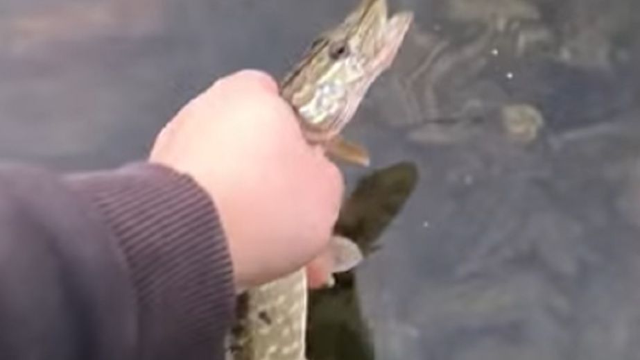 В Кривом Роге мужчина поймал миниатюрную щуку (ВИДЕО)