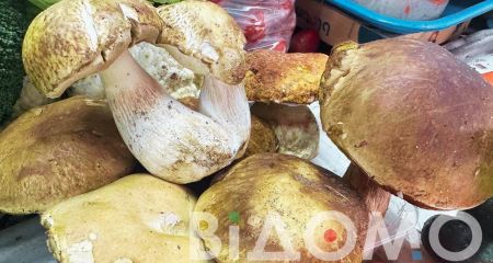 Корисні та водночас смертельно небезпечні: які гриби можна придбати у Кривому Розі (ФОТО)