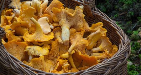 У Камʼянському жінка отруїлася грибами, схожими на маслюки