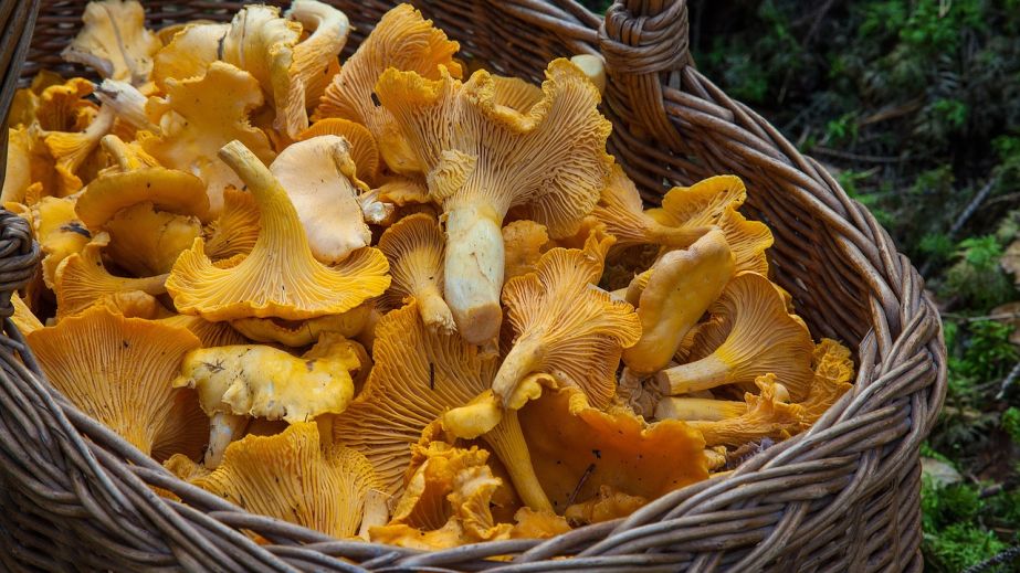 В Каменском женщина отравилась грибами, похожими на маслята