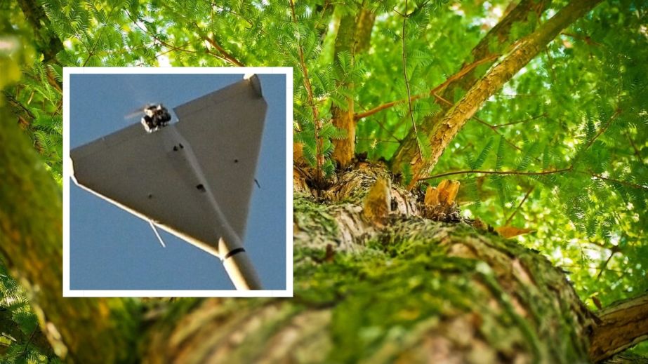 "Сила ангелів": у Павлограді дерева біля будинку затримали "шахед" (ВІДЕО)