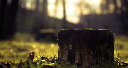 У Кривому Розі на вирубку дерев витратять понад 6 мільйонів гривень