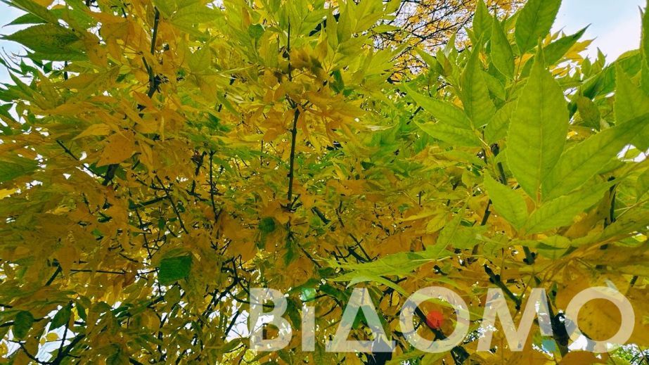 Густий туман і мінлива хмарність: якою буде погода на Дніпропетровщині 2 листопада