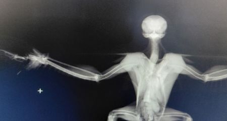 Птица-герой из Никополя сбившая вражеский дрон теперь сама нуждается в помощи (ФОТО)