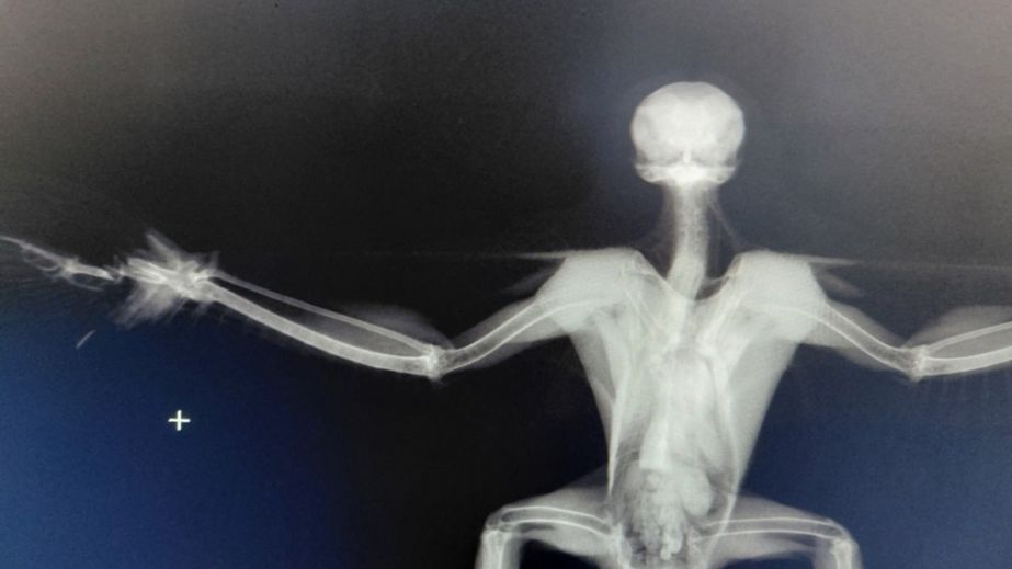 Птах-герой із Нікополя який збив ворожий дрон, тепер сам потребує допомоги (ФОТО)