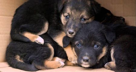 В Днепре на Березано...