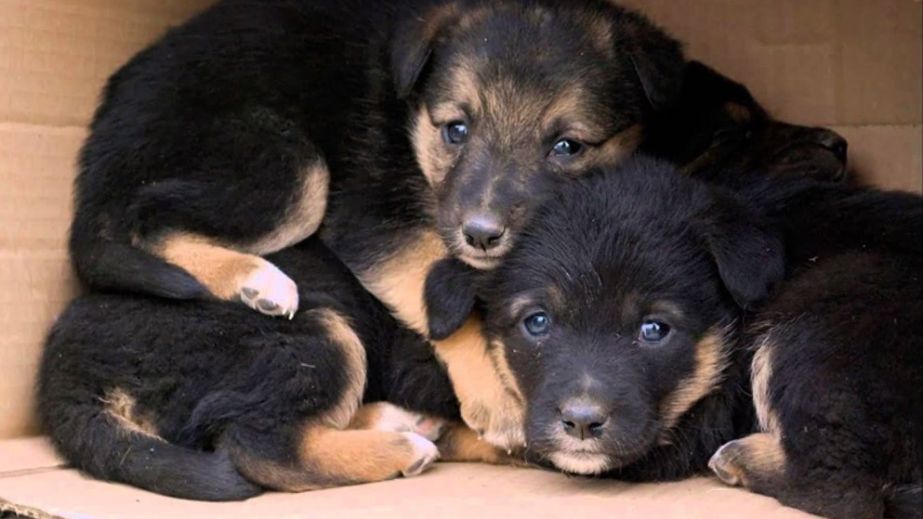 В Днепре на Березановке мужчина выбросил щенков в мешке на мусорку (ФОТО, ВИДЕО)