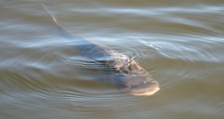 Наловили півтонни то...