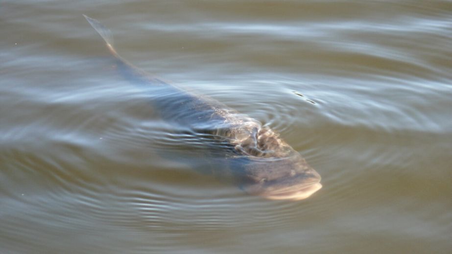 Наловили півтонни товстолобів: на Дніпропетровщині "на гарячому" упіймали браконьєрів (ФОТО)