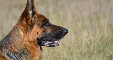 У Дніпрі пес-поліція...