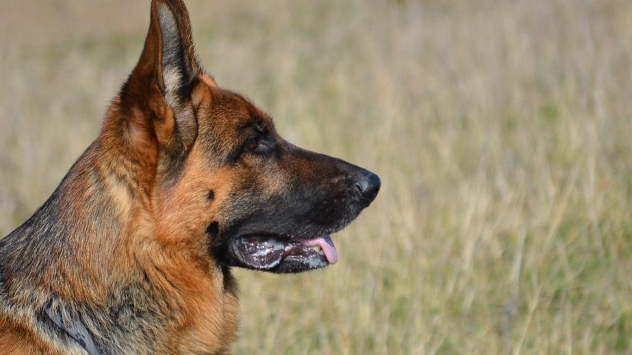 У Дніпрі пес-поліціянт розшукав 12-річного хлопчика у лісосмузі (ФОТО)