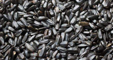 В Кривом Роге драка мужчин из-за лущения семечек завершилась судом