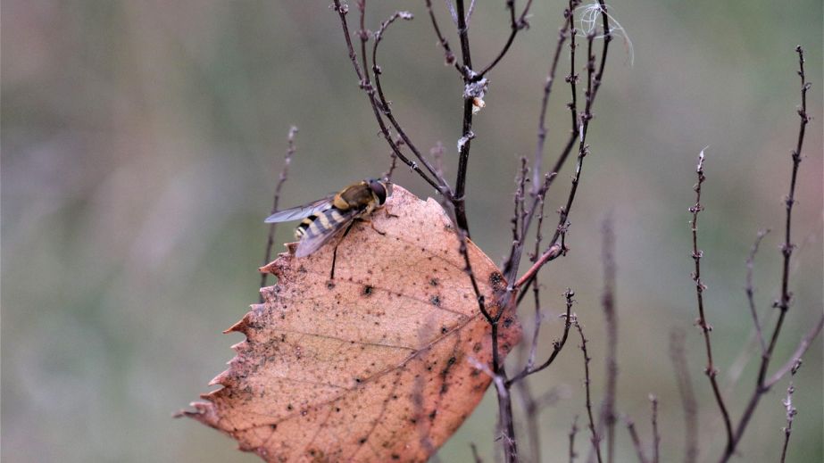 Какой будет погода в Днепре и области 12 ноября