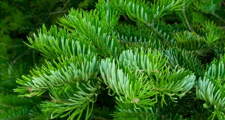 У Дніпрі вандали поц...