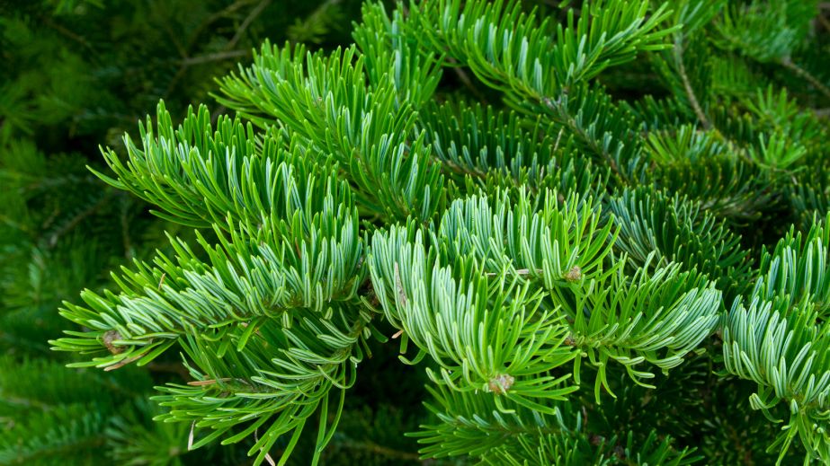 В Днепре вандалы украли недавно высаженные пихты (ВИДЕО)