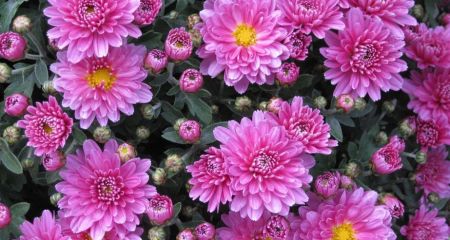 Цветочный вор в Кривом Роге две ночи подряд ворует белые хризантемы с клумбы (ФОТО, ВИДЕО)