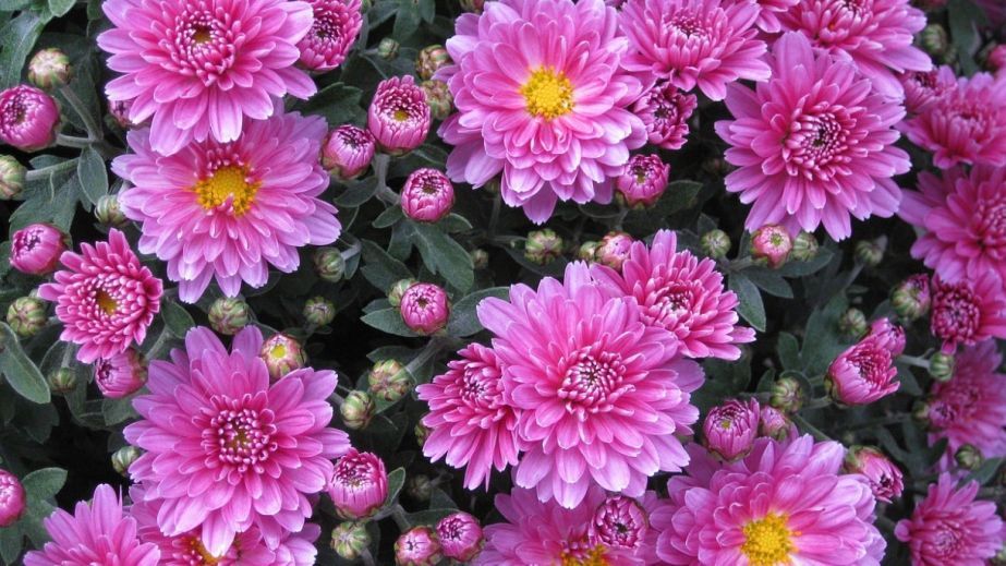 Квітковий злодій у Кривому Розі дві ночі поспіль краде білі хризантеми з клумби (ФОТО, ВІДЕО)