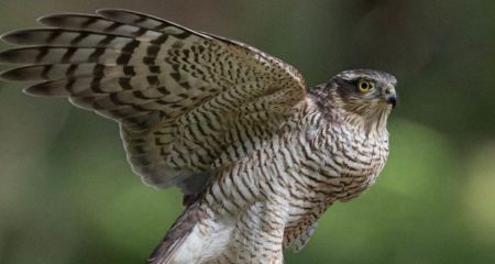 Молода самичка яструба великого потрапила в об'єктив фотографа у Кривому Розі (ФОТО)