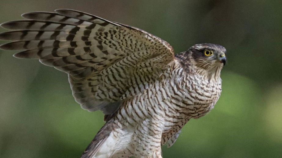 Молода самичка яструба великого потрапила в об'єктив фотографа у Кривому Розі (ФОТО)