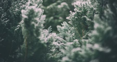 Перший сніг вже почав пробиватися у Дніпропетровській області (ВІДЕО)