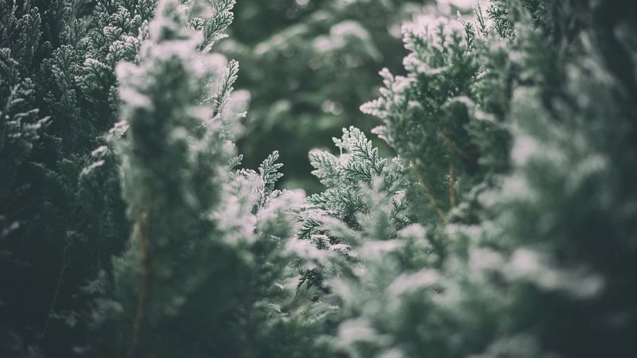 Перший сніг вже почав пробиватися у Дніпропетровській області (ВІДЕО)