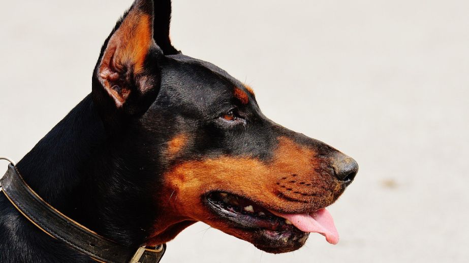 У Дніпрі на 12-му кварталі величезний пес кидається на людей (ВІДЕО)