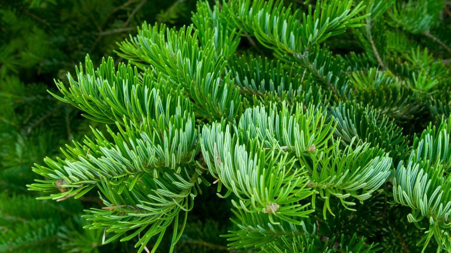 На Донецькому шосе у Дніпрі невідомий краде туї з дворів багатоповерхівок (ВІДЕО)