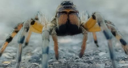 У Кривому Розі помітили рідкісного павука-вовка: цікаві факти про нього (ФОТО)