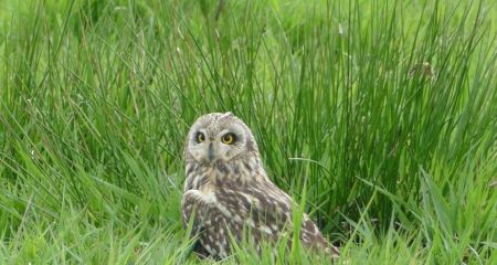 Вухата сова стала ге...