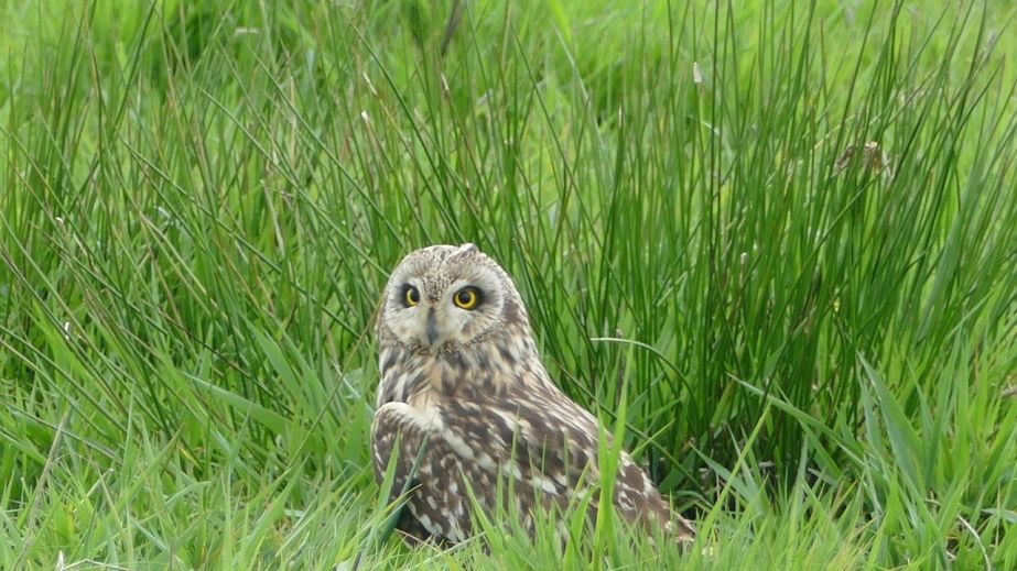 Ушастая сова стала героиней уникальных фото в Кривом Роге: что известно о ней (ФОТО)