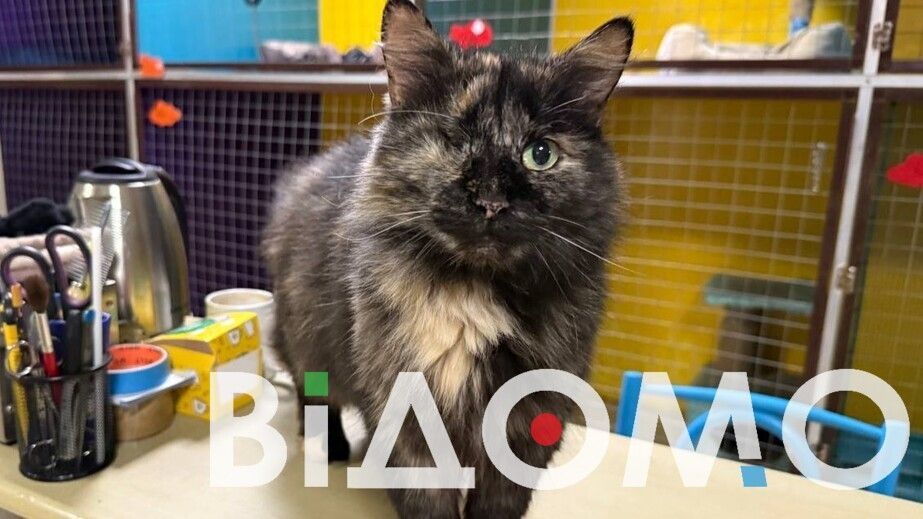 Пухнастий керівник на АЗС: у Дніпрі кіт контролює роботу на автозаправці (ФОТО)