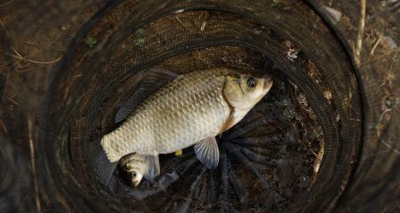 Ловили рыбу тройными...