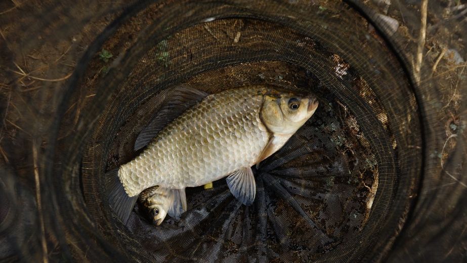 Ловили рыбу тройными крючками: в Слобожанском "на горячем" поймали браконьеров (ФОТО)