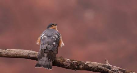 В Кривом Роге в объектив фотографа попала невероятная птица (ФОТО)