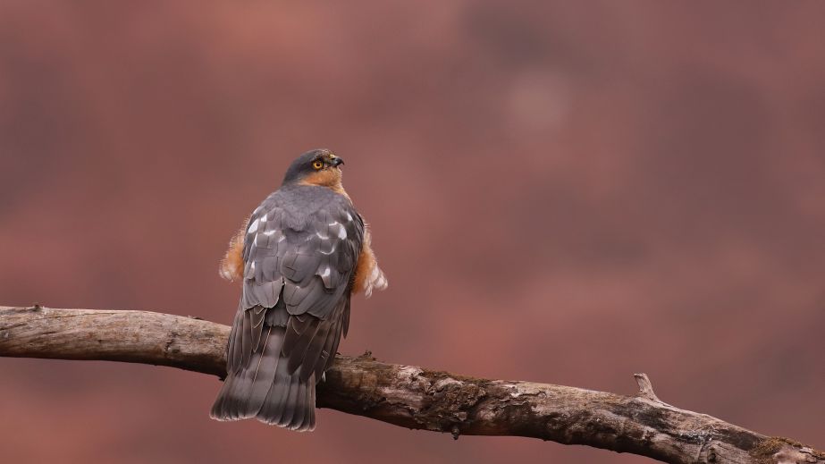 У Кривому Розі в об'єктив фотографа потрапив неймовірний птах (ФОТО)