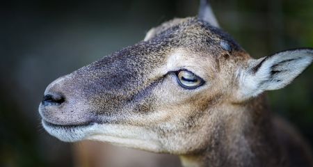 У Дніпрі у трамваї п...