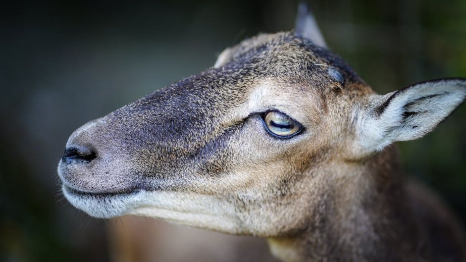 У Дніпрі у трамваї помітили "компанію" кіз (ФОТО, ВІДЕО)