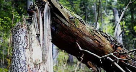 В Синельниково на пляже люди чуть не погибли из-за дерева (ВИДЕО)