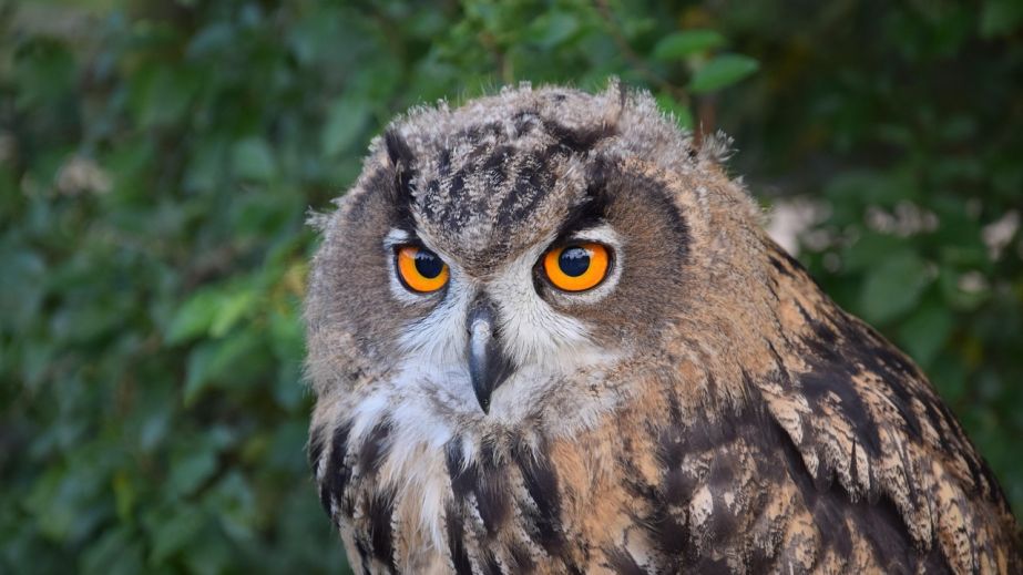 В Днепре лечат раненого краснокнижного филина, спасенного военными (ВИДЕО)