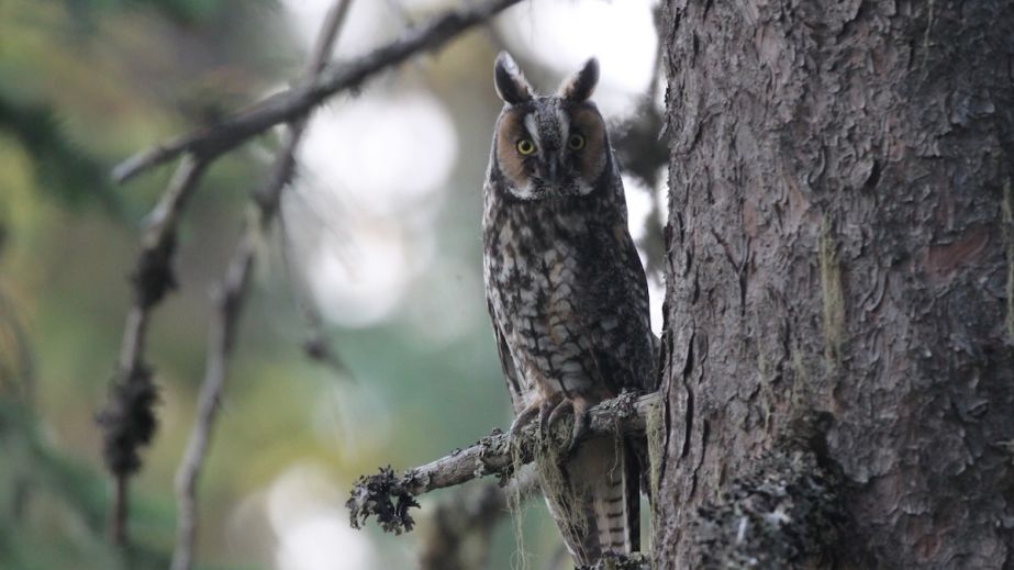 У місті на Дніпропетровщині помітили совиний "гуртожиток" (ВІДЕО)