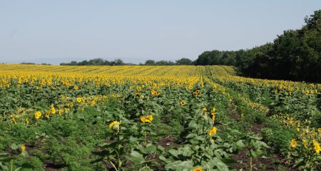 В Днепропетровской области мужчина засеял подсолнечником земли ботанического заказника