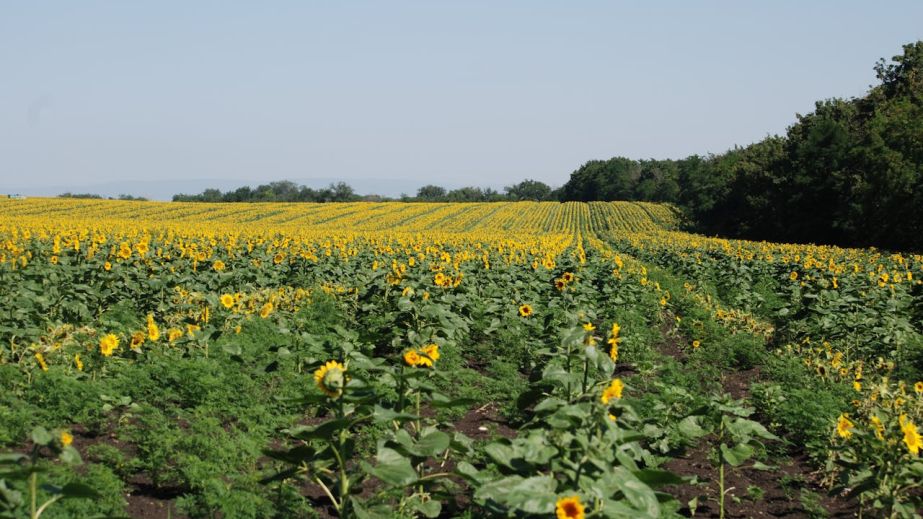 В Днепропетровской области мужчина засеял подсолнечником земли ботанического заказника