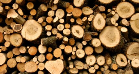 Нарубил деревьев для обогрева дома: в Кривом Роге осудили мужчину